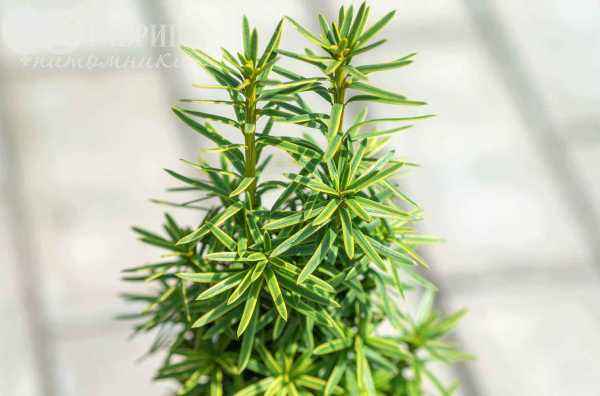 Купить тис ягодный david деревья и растения