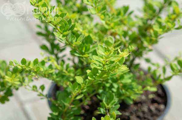 саженцы Барбарис Тунберга Green Ornament