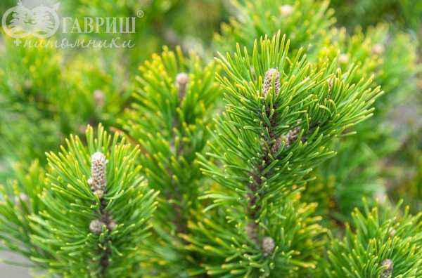 Купить сосна горная pumilio деревья и растения