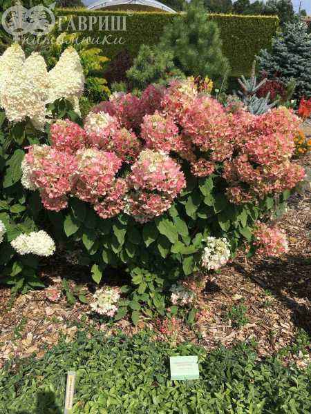 саженцы Гортензия метельчатая Diamant Rouge