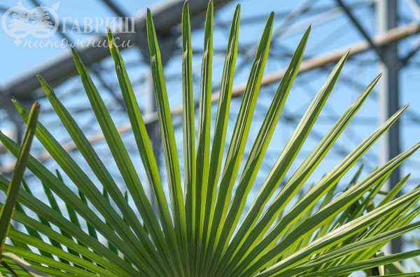 саженцы Трахикарпус Форчуна