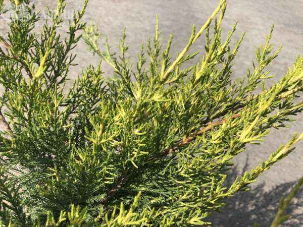 Купить можжевельник китайский kuriwao gold деревья и растения