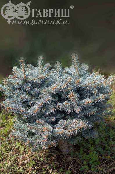 Купить ель колючая  waldbrunn деревья и растения