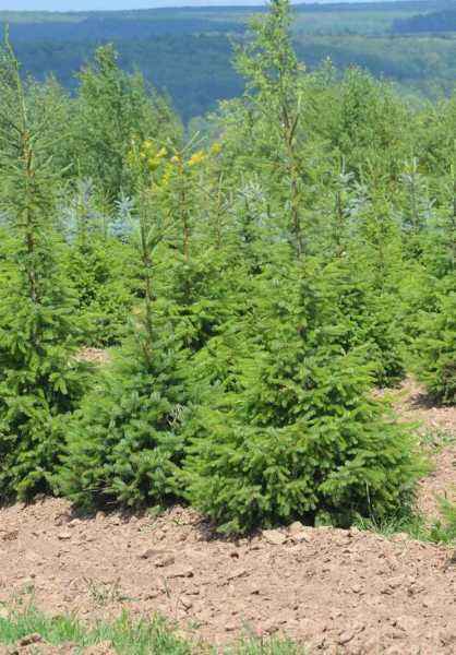 Купить ель сербская деревья и растения