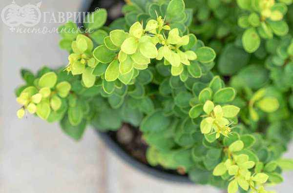 саженцы Барбарис Тунберга Green Cloud