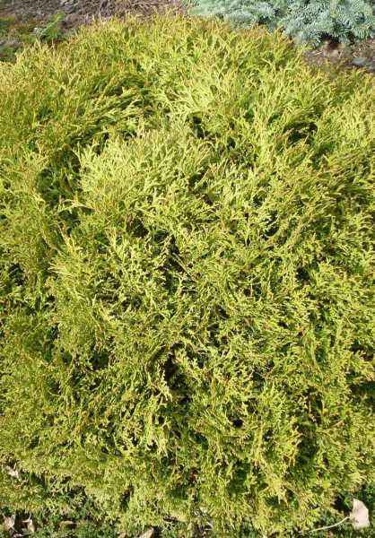 Купить туя западная hoseri деревья и растения