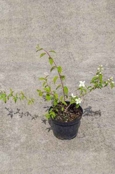 саженцы Чубушник Льюиса Waterton