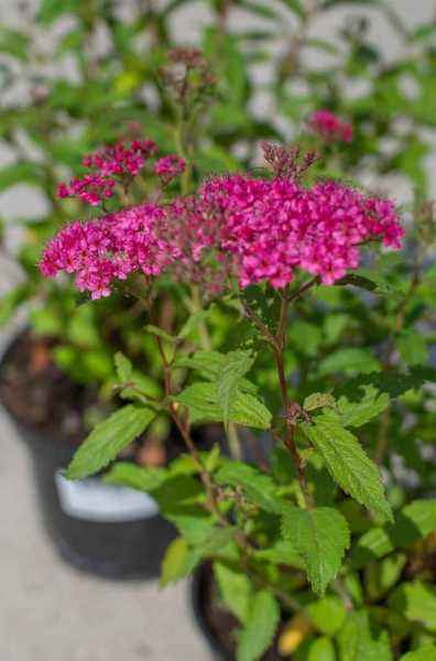 саженцы Спирея японская Neon Flash