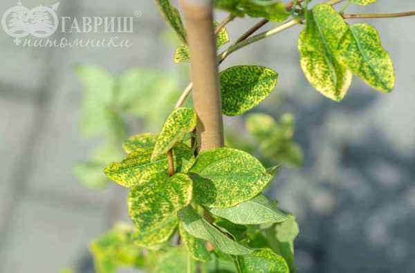 саженцы Жимолость японская Aureoreticulata