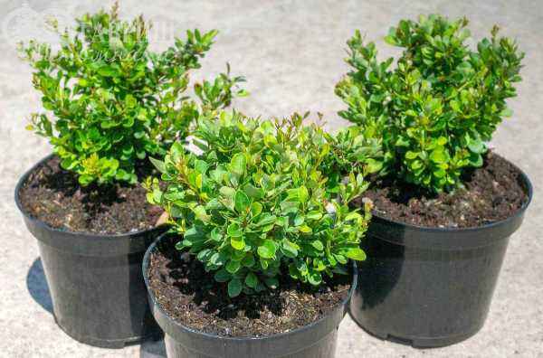 саженцы Барбарис Тунберга Kobold