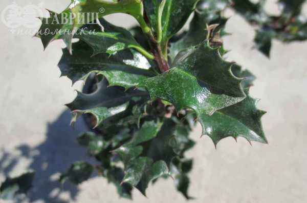 саженцы Падуб Мезерва Blue Angel