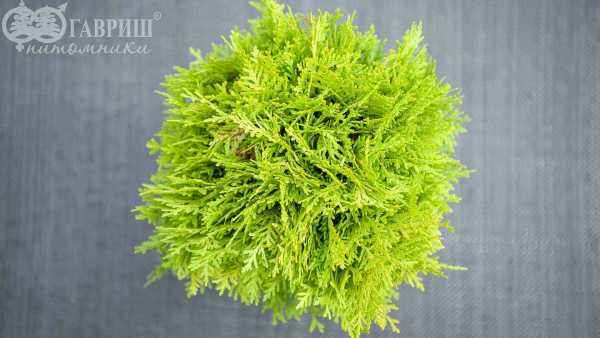 Купить туя западная mirjam деревья и растения