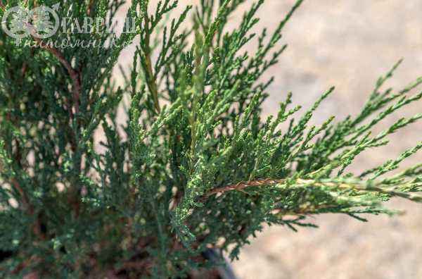 Купить можжевельник казацкий hicksii деревья и растения