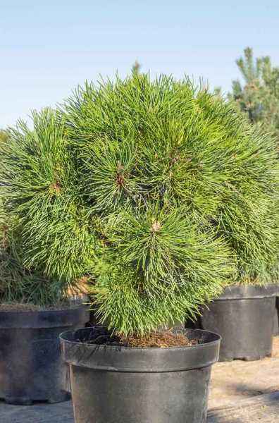 Купить сосна горная varella деревья и растения