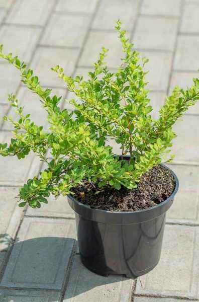 саженцы Барбарис Тунберга Green Ornament