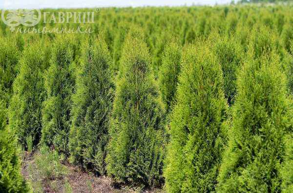 Купить туя западная кубанский изумруд деревья и растения