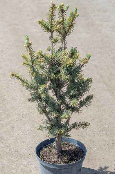 Купить ель колючая iseli fastigiata деревья и растения