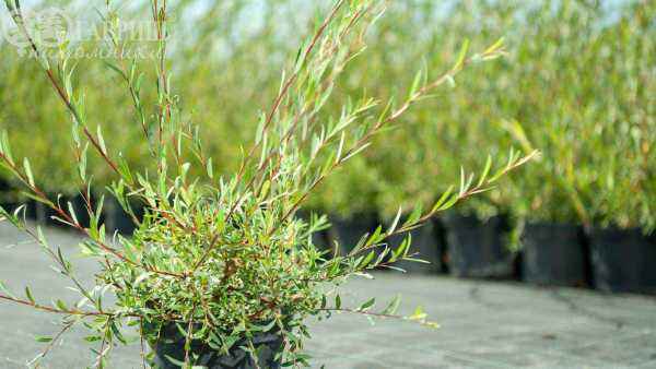 саженцы Ива пурпурная Nana