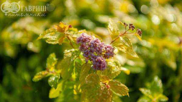 саженцы Спирея японская Goldmound