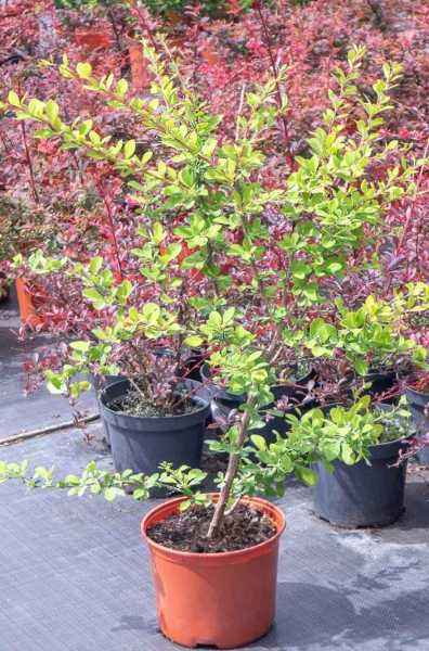 саженцы Барбарис Indian Summer