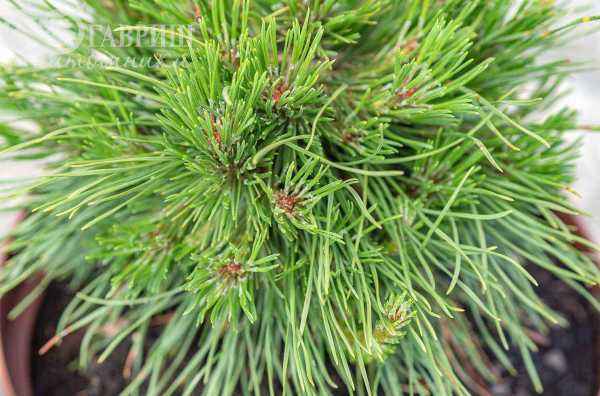 Купить сосна горная varella деревья и растения