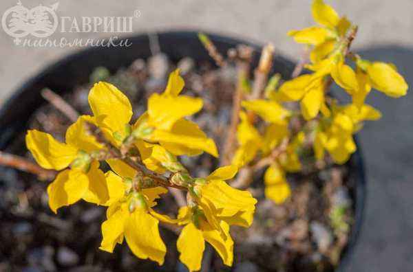 саженцы Форзиция средняя Minigold