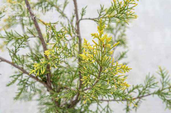 Купить можжевельник китайский keteleeri деревья и растения