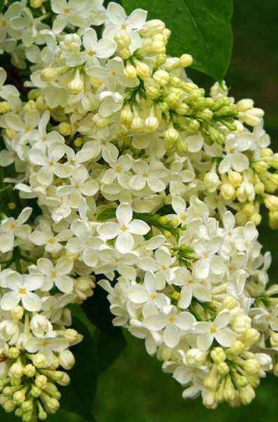 саженцы Сирень обыкновенная Primrose