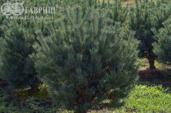 Купить сосна обыкновенная watereri деревья и растения