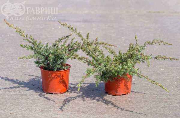 Купить можжевельник прибрежный schlager деревья и растения