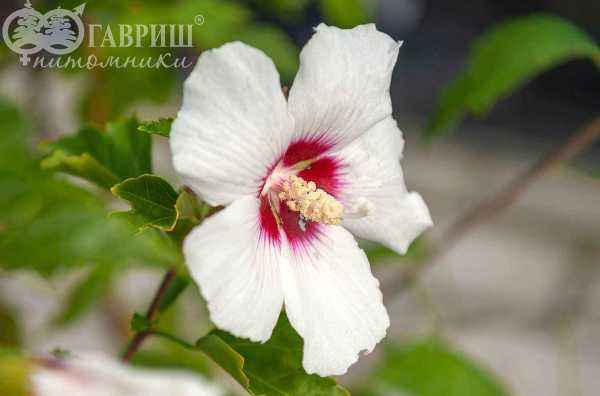 саженцы Гибискус сирийский  Red Heart