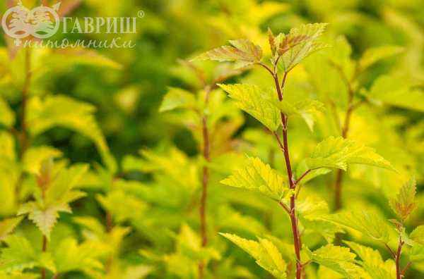 саженцы Пузыреплодник калинолистный Nugget