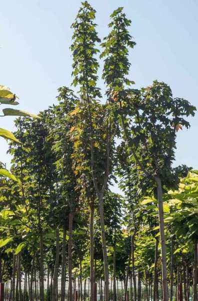 Саженцы клён остролистный globosum