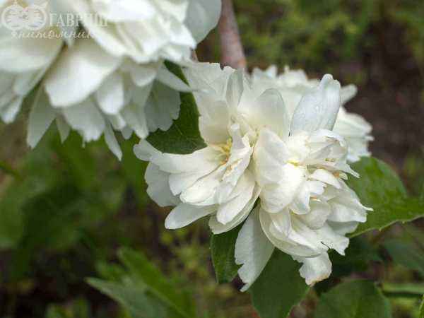 саженцы Чубушник Virginal