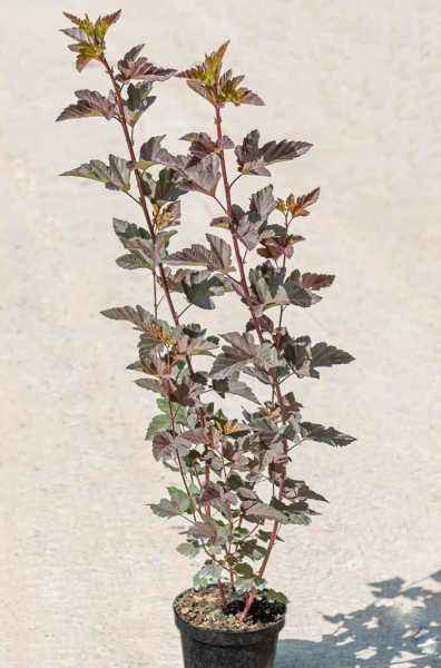 саженцы Пузыреплодник калинолистный Diabolo