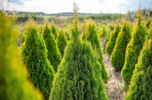 Купить туя западная golden smaragd деревья и растения