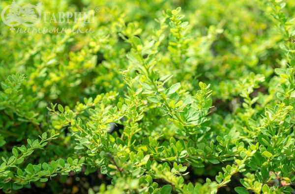 саженцы Барбарис Тунберга Green Ornament