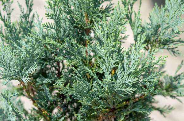 Купить кипарисовик лавсона columnaris (columnaris glauca) деревья и растения