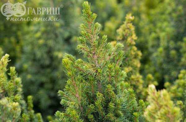 Купить ель канадская rainbow's end деревья и растения