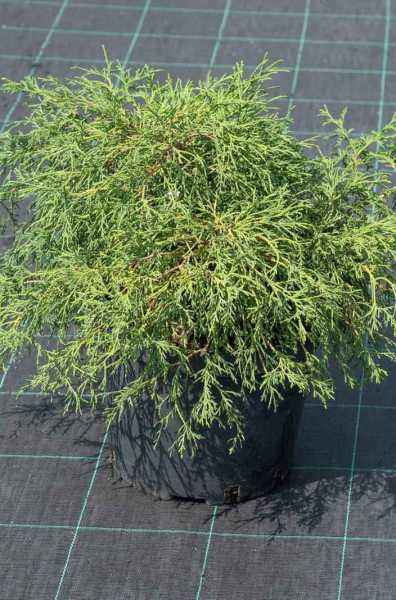 Купить кипарисовик горохоплодный filifera nana деревья и растения