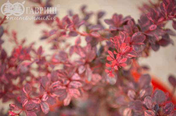 саженцы Барбарис Тунберга Rose Glow