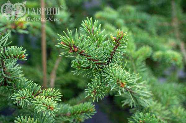 Купить ель колючая maigold деревья и растения