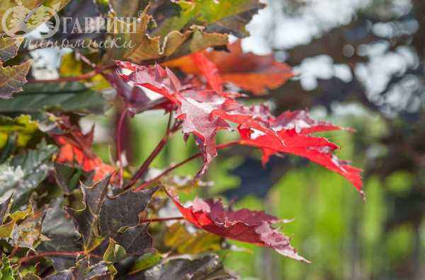 Саженцы клён остролистный crimson sentry