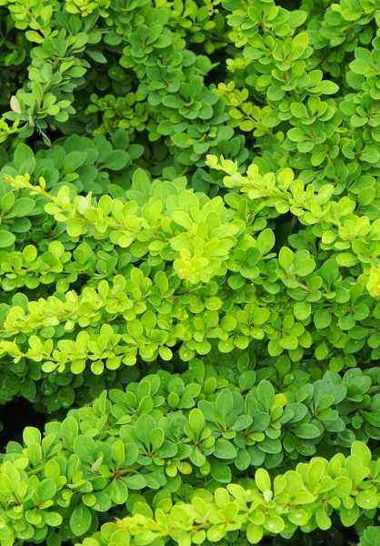 саженцы Барбарис Тунберга Green Carpet