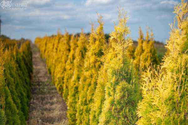 Купить туя западная golden smaragd деревья и растения