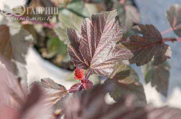 саженцы Пузыреплодник калинолистный Lady in Red