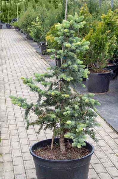 Купить ель колючая  blue trinket деревья и растения