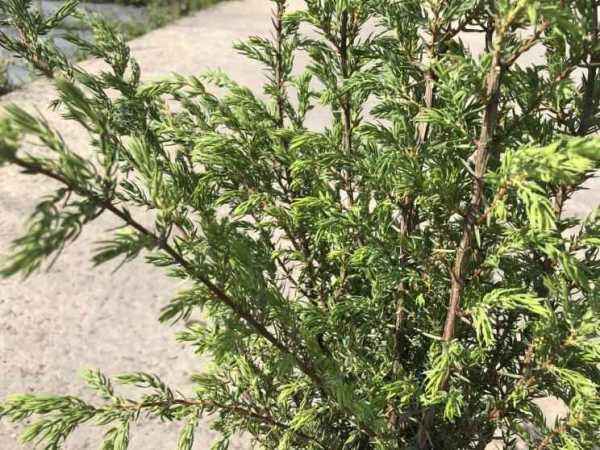 Купить можжевельник обыкновенный meyeri деревья и растения