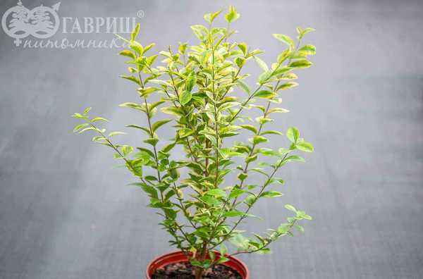 саженцы Бирючина круглолистная Aurea