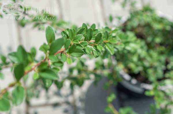 саженцы Кизильник Даммера Eichholz